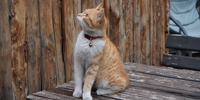 Bu kedi sporu yapıyor, haber izliyor ve kapı açıyor