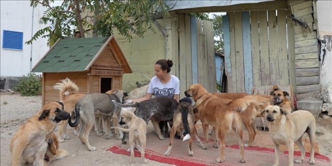 lede 10 kiiye bir sokak kpei dyor