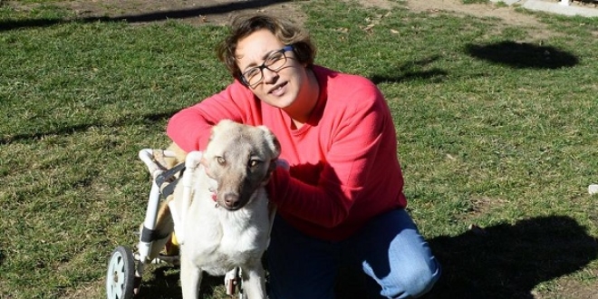 Hayata tutunan engelli köpeğe bebek gibi bakıyor
