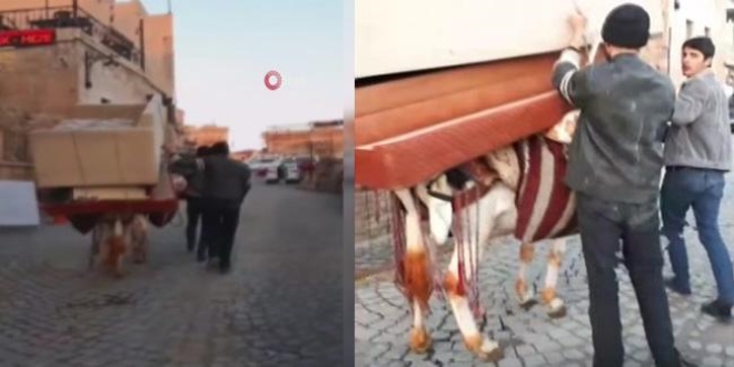 Mardin'de eşeğe işkence: Yüzlerce kiloluk eşya taşıttılar