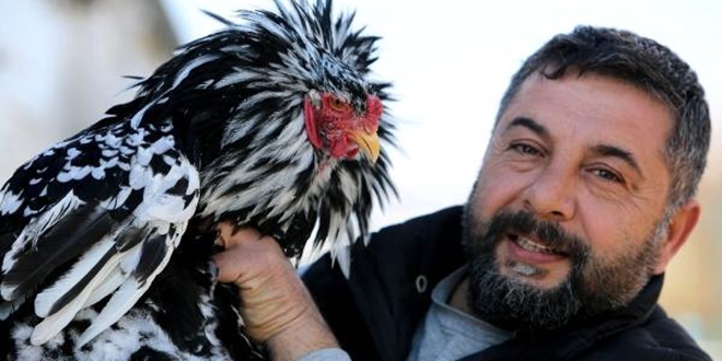 Bu tavuğun yumurtası 200 liradan satılıyor!