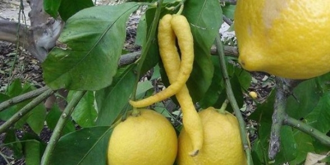 Gören şaşkına dönüyor! Herkes biber sanıyor ama...