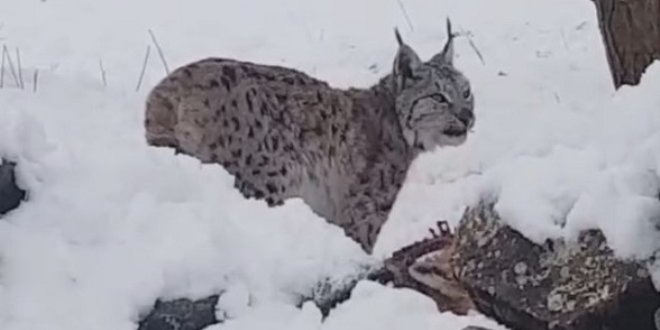 Koruma altndaki vaak Tunceli'de grntlendi