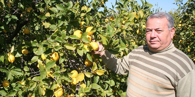 Mersin'de limon dalda kaldı