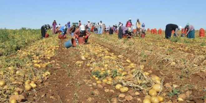 Sivas'ta patates ekiminin yasaklandığı iddiası