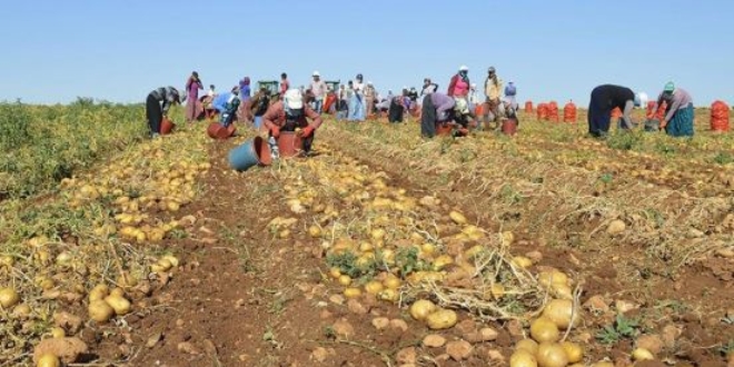Sivas'ta patates ekiminin yasakland iddias