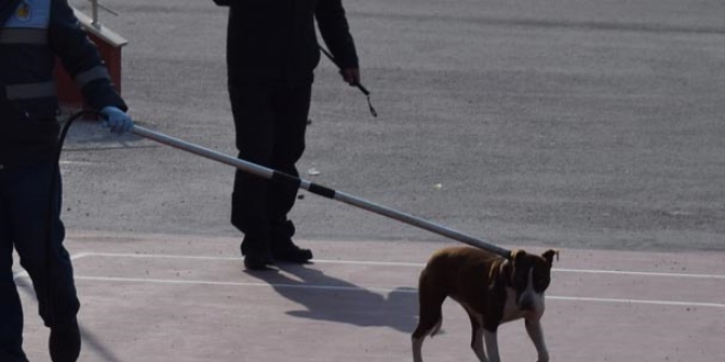 Okula giren pitbull öğrencilere saldırdı: 2 yaralı