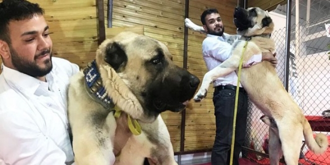 Kangal'ın Güneydoğulu rakibi Kurtboğan fiyatıyla dudak uçuklattı