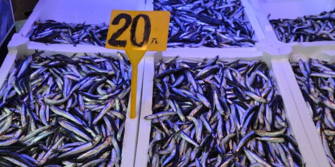 Hamsi out, istavrit in