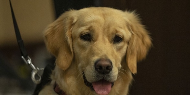 Rehber köpeklere yönelik farkındalık için buluştular