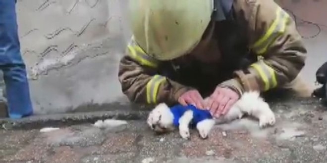 İtfaiyeciden köpeğe kalp masajı ve suni teneffüs