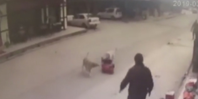 Sakarya'da kpekler ocuu paralyordu