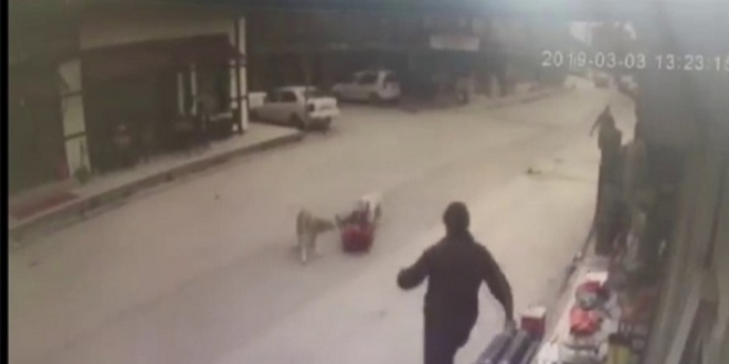 Köpeklerin saldırısına uğrayan çocuğu esnaf kurtardı