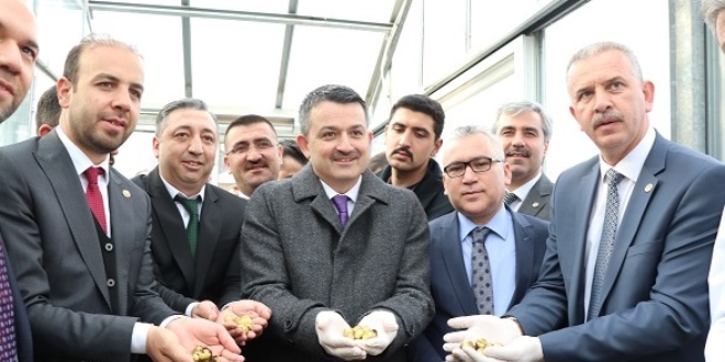 Bakan Pakdemirli 'renkli patates' retim almalarn inceledi