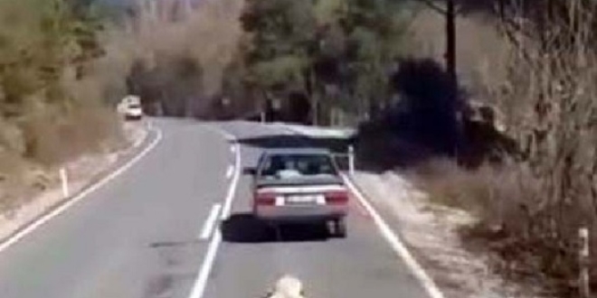 Kpei aracnn arkasndan srkleyen cani gzaltnda