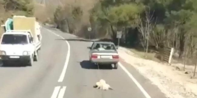 Köpeğini otomobiliyle sürüklemişti... Serbest bırakıldı
