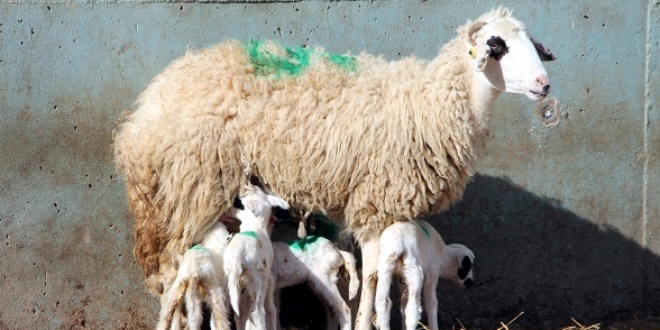 Amasya'da bir koyun altz dourdu