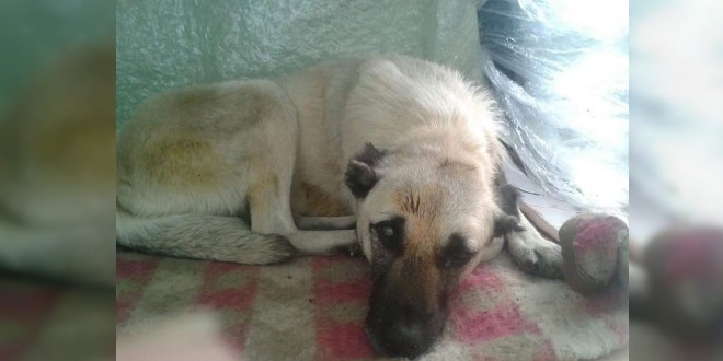 Köpeğe vurarak kör ve sağır olmasına neden olan avukata suç duyurusu