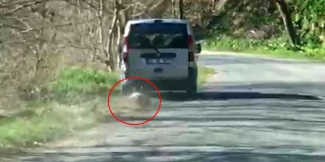 Köpeği aracın arkasında sürükleyen sürücüye ceza