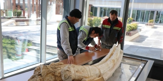 7,4 milyon yllk hayvan fosilleri belediye bakanlnda sergilenecek