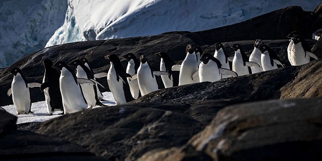 Bilimsel aratrma ekiplerinin gzdesi: Antarktika