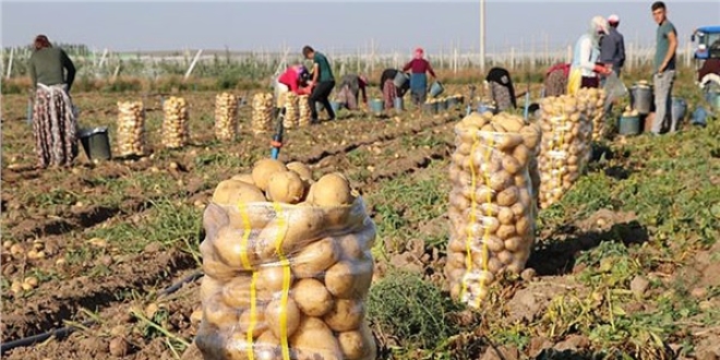 'Patates ekiminin yasaklandığı iddiası doğru değil'