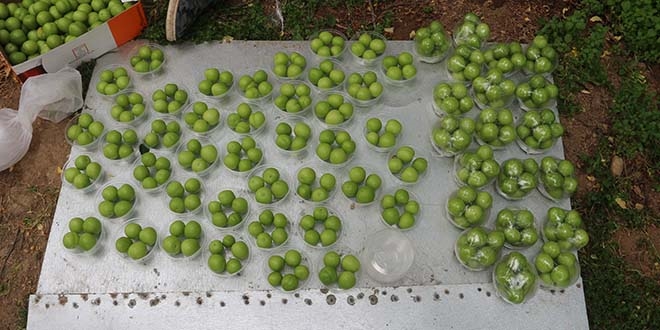 Eriin tanesi dalnda 10 lira