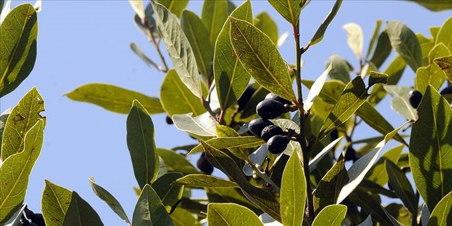 Türkiye'den Avrupa'ya 14 bin ton defne yaprağı ihracatı