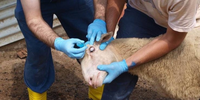 Bakent'te hayvanlar alama seferberlii