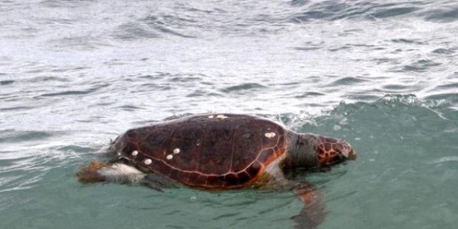 Bodrum'da ölü caretta caretta sahile vurdu