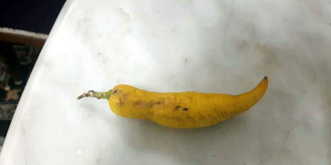Biber görünümlü limon görenleri hayrete düşürdü