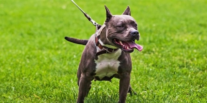 Pitbull dövüştürenlere 15 bin TL para cezası