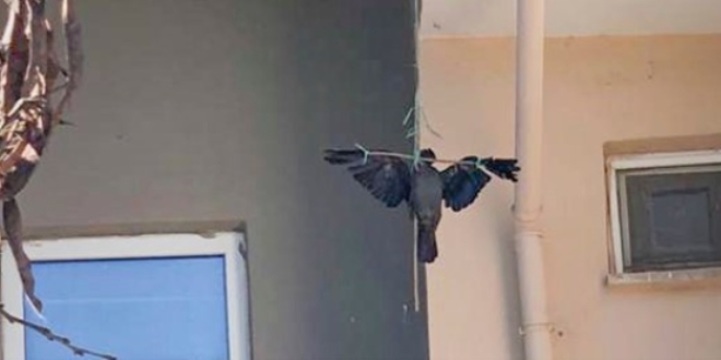 Kargaya yapılan işkence tepki çekti