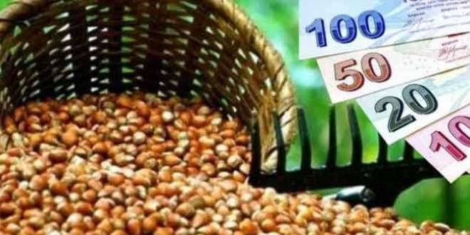 Fındıkta alan bazlı gelir desteği ödemesi başladı