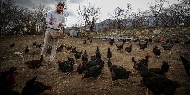 Tavuklarına 'Mozart' dinletiyor