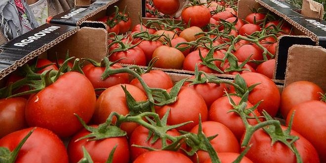 Dünya, Türk domatesinden vazgeçemiyor