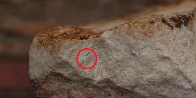 Cudi'de büyük keşif! 12 milyon yıllık...