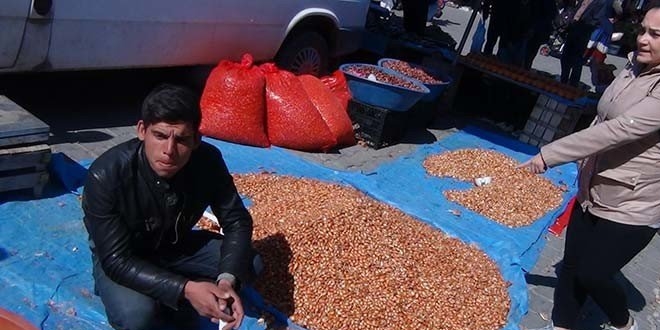 Soğan tohumu bir haftada yüzde 100 arttı