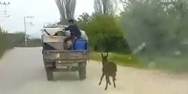 Eşeğe insanlık dışı uygulama