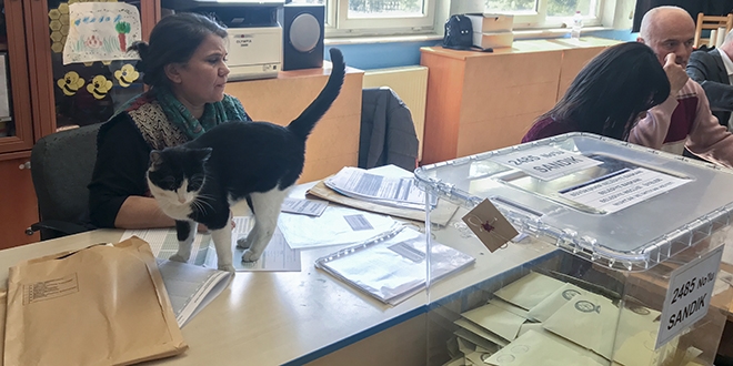 Oy kullanmaya gelenleri okulun kedisi karşıladı