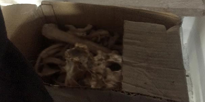 Ev tadilatnda insan iskeleti bulundu