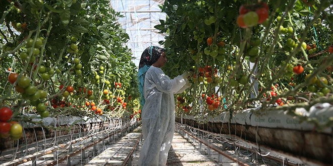 Yabancı sera yatırımcıları rotayı Şanlıurfa'ya çevirdi