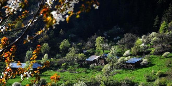Orman alanlarımız artıyor