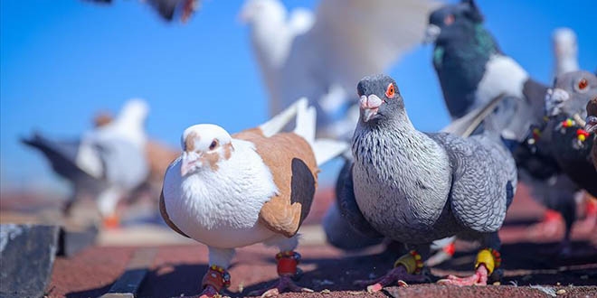 ay ocan kular iin yuvaya dntrd