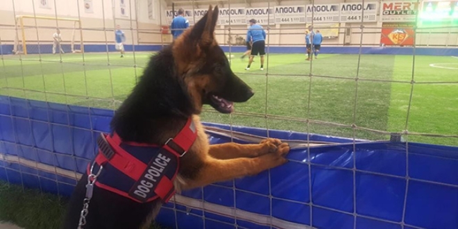 Futbol dkn kpek grenleri hayretler iinde brakyor