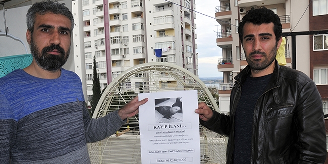 Kayıp papağanları 'Cango'yu bulana 2 bin lira ödül
