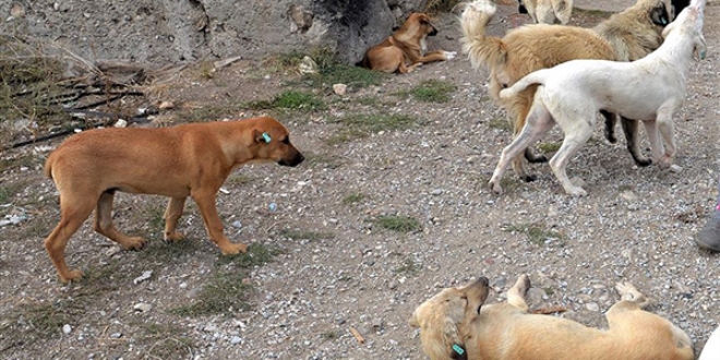 Köpeklerin saldırısına uğrayan kişi ağır yaralandı