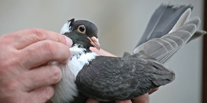 Diyarbakr, gvercin yetitiriciliinde dnya birincisi