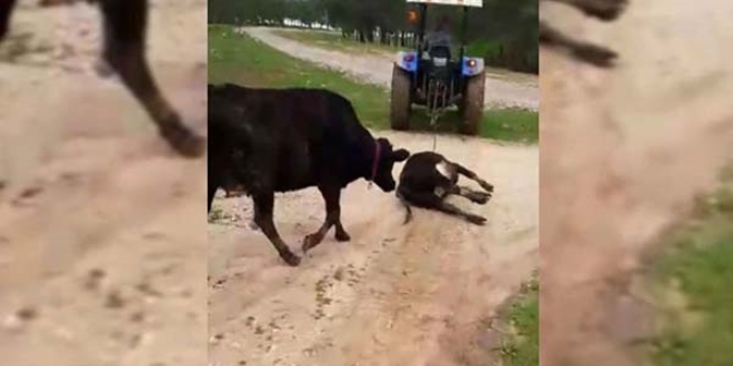 len yavrusunu gtren traktrn peinden kotu!