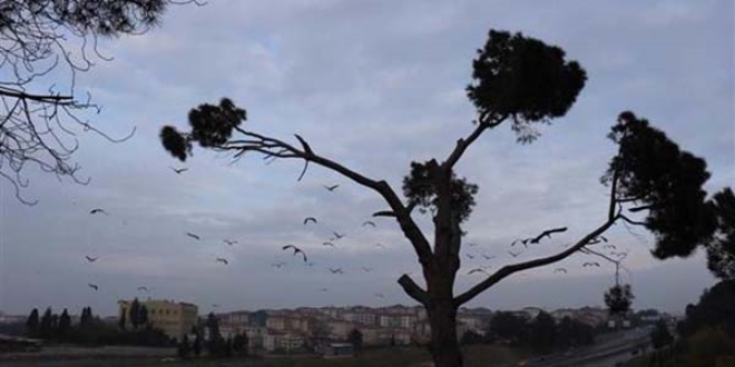 Bu sabah stanbul'da grntlendiler